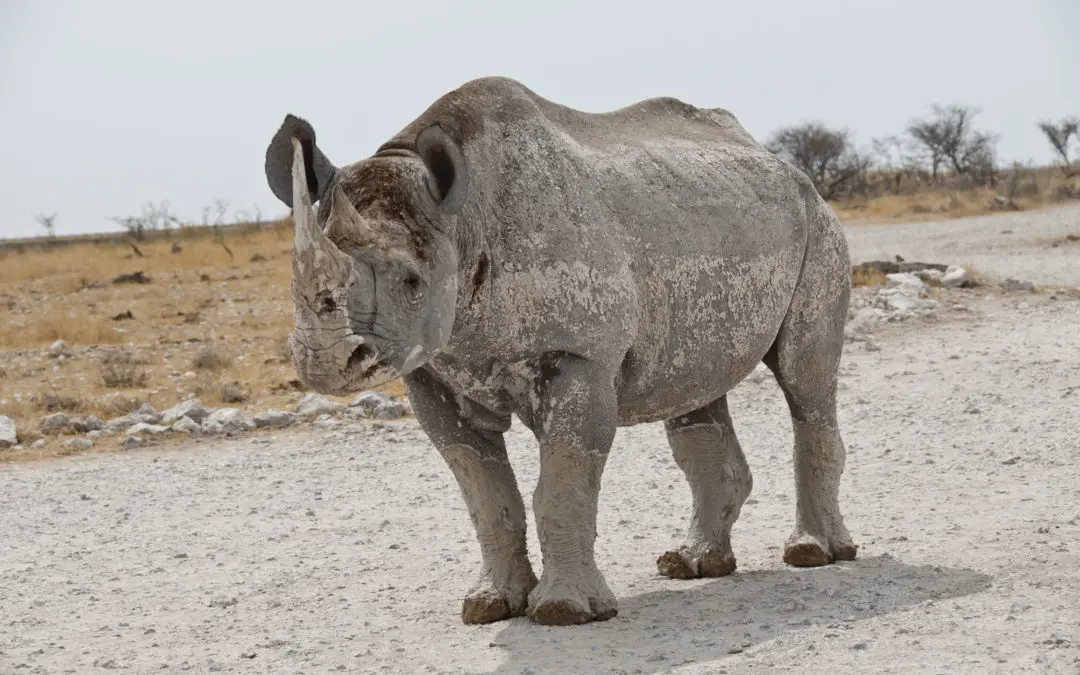Etosha West Namibia